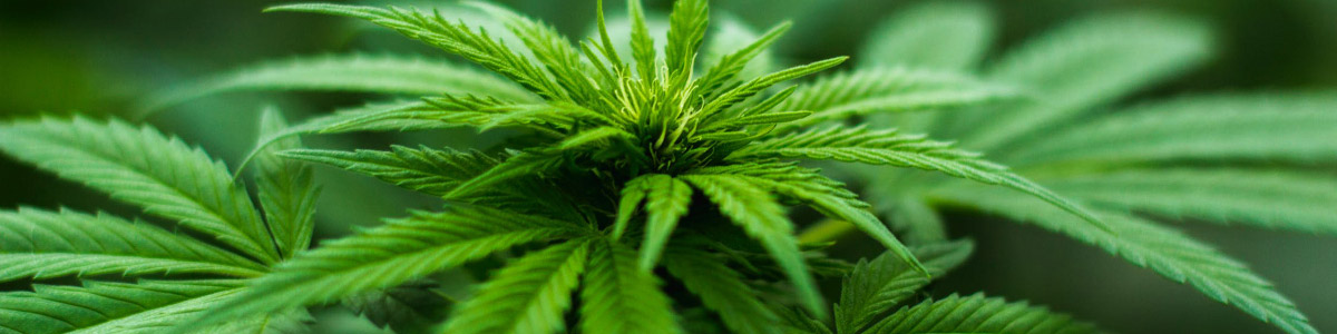 Cannabis